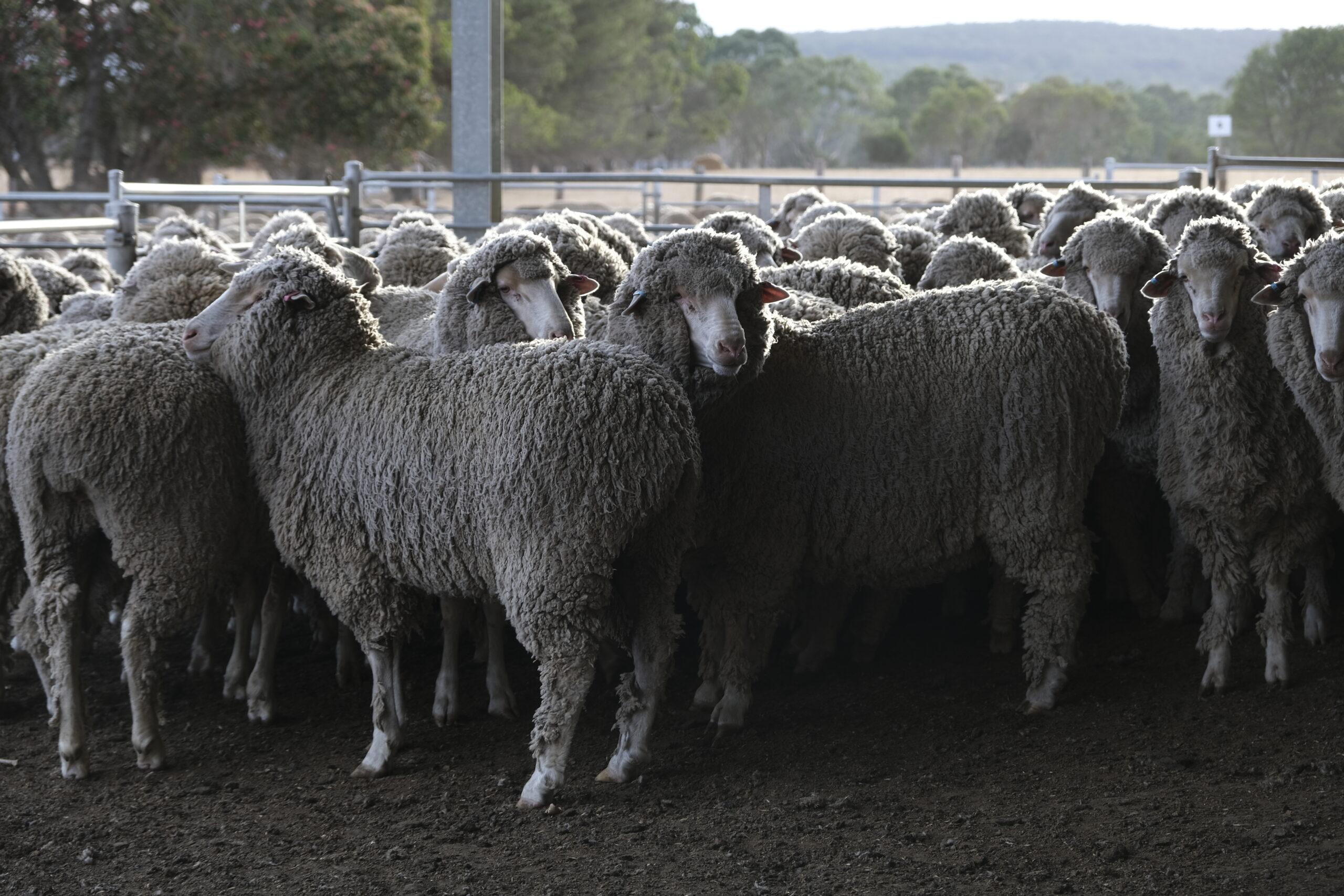Balmoral Sire Evaluation Group